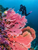 Ultimate Dive Sites By Todd Thimios